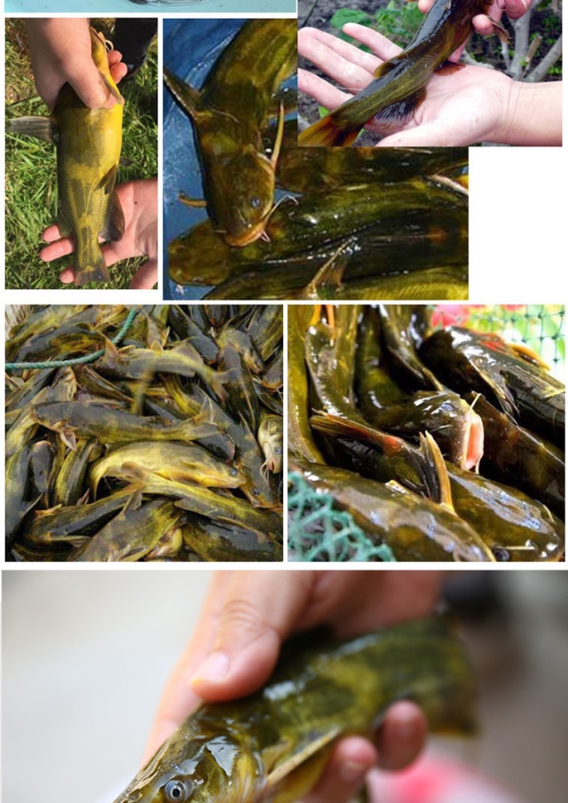 黄辣丁饵料鱼窝料黄骨鱼窝料昂刺鱼嘎鱼野钓通杀鱼食饲料酒米药打