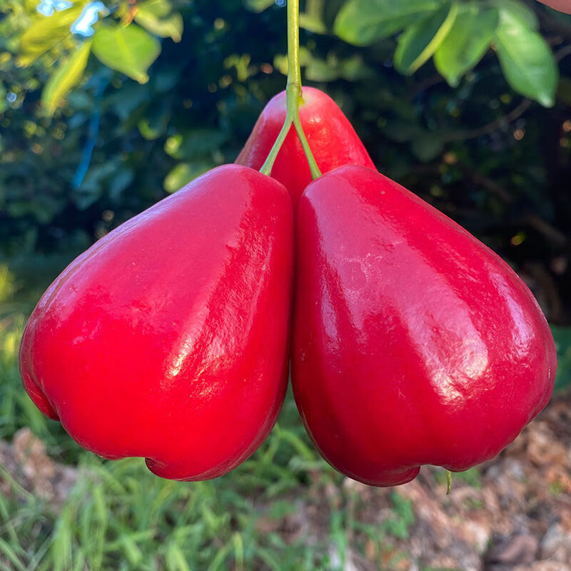 【现摘】海南莲雾果5斤特产水果新鲜热带大叶连雾当季批发1斤 3斤