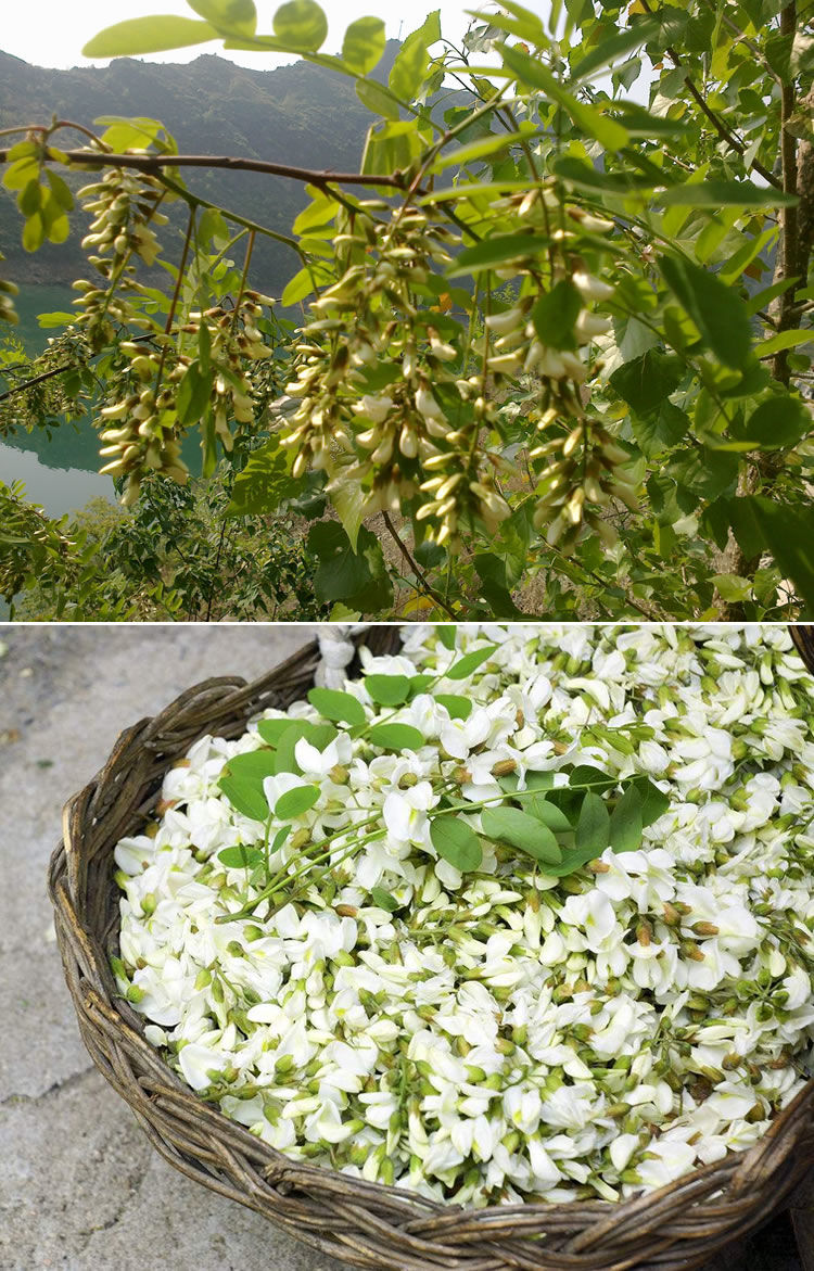 天然野生槐花干500g槐树花干洋槐花刺槐花干杨槐花50g槐花茶槐米