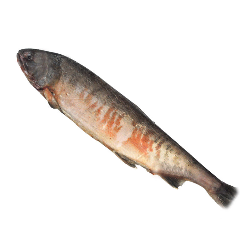 大马哈鱼新鲜腌制大马哈鱼抚远大马哈鱼腌制咸鱼整条鱼块水产鱼类诺斯