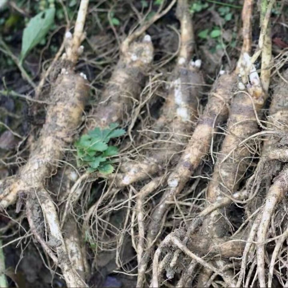 桔梗500g秦岭新鲜桔梗三年生新鲜桔梗狗宝咸菜产地直供10斤新鲜桔梗