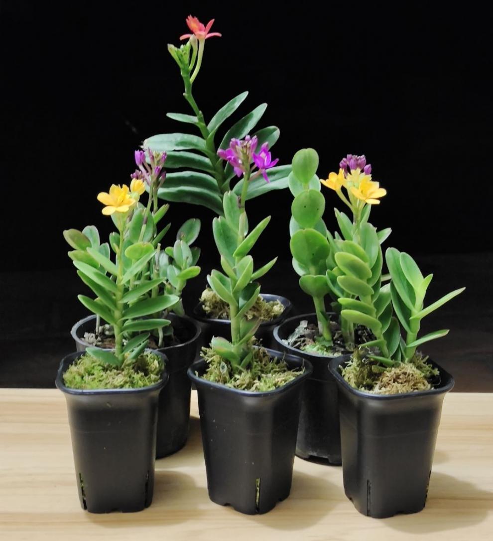 石斛兰树兰咖啡兰兰花带盆栽好室内桌面微型盆栽花卉花期会带花紫色