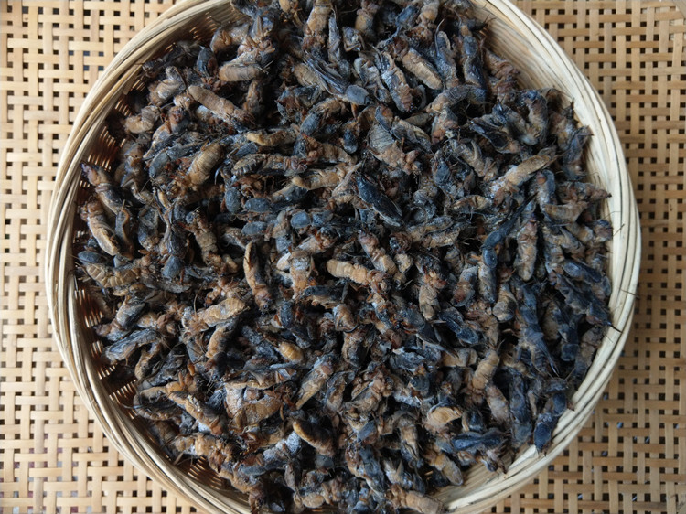 1斤新鲜速冻精选蝼蛄蝲蝲蛄土狗土狗仔食用昆虫