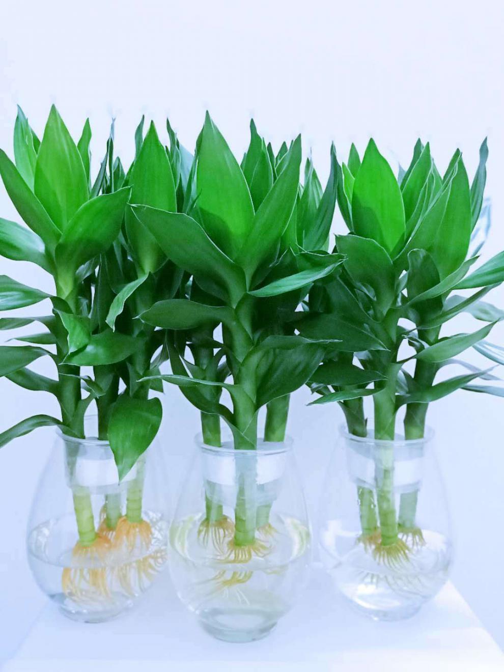 精选绿植水培观音竹绿植盆栽富贵竹莲花竹水养长青植物室内客厅净化