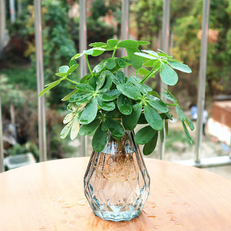 水培七叶莲盆栽八方来财树四季常青绿植室内客厅吸甲醛鸭脚木包活网红