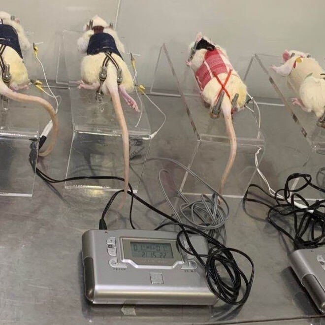 千石 大鼠固定器实验用透明固定便捷老鼠固定架尾静脉注射架全国定制