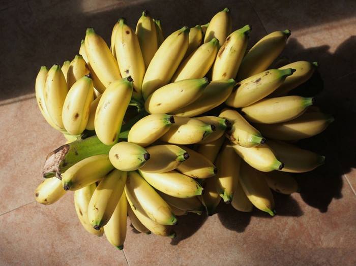 皇帝蕉帝皇蕉新鲜香蕉小香蕉清甜可口 3斤【图片 价格 品牌 报价】-京