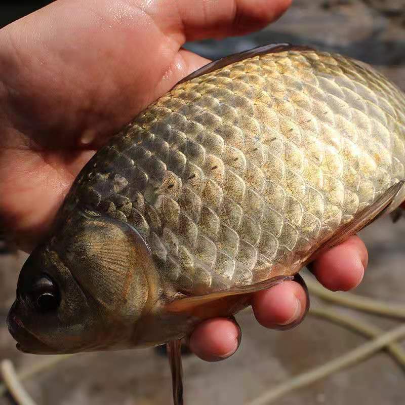 野生鲫鱼新鲜活体鱼孕妇下奶炖汤老人儿童补钙现杀淡水鱼特小号鲫鱼