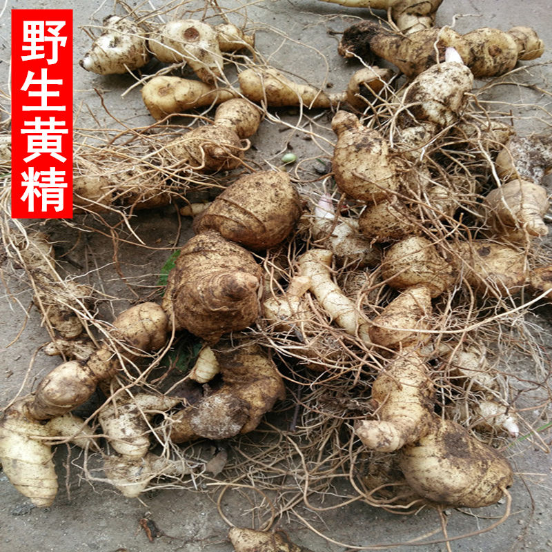 黄精新鲜黄精老虎姜纯野生黄精野生鸡头黄精滋补品泡酒伊梵麦500克买