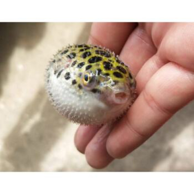 【京选推荐】毛毛狗头斑马狗头迷你淡水热带鱼潜水艇凶猛观赏鱼活体 2