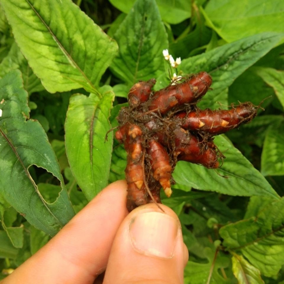 贵州新鲜花蝴蝶草药500克 中药原材料赤胫散野外生花脸荞根土竭力荞子