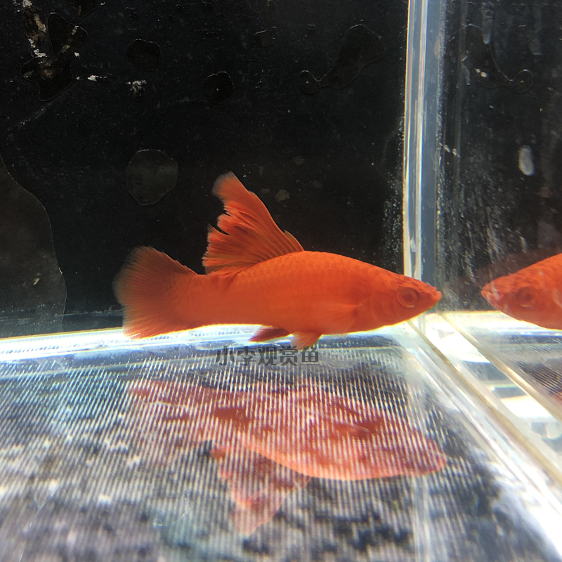 荣郁 高帆红剑鱼双尾燕尾高鳍红箭鱼热带孔雀凤尾鱼发财观赏小型鱼