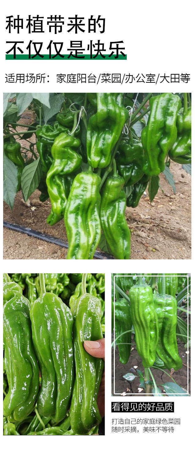 薄皮泡椒种子羊角辣椒种籽幼苗秧虎皮蔬菜苗大牛角椒南方种籽种孑