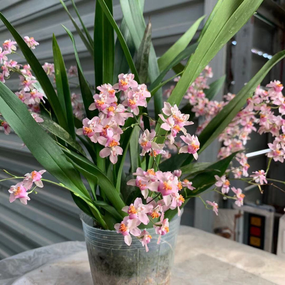 文心兰水培春节年底带花苞浓香迷你盆栽过年喜庆花卉年花室内花卉绿植