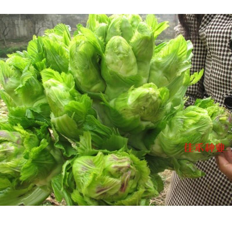 四川儿菜种子抱子芥菜籽娃娃菜胖儿菜春秋播阳台蔬菜农家田8g原装约