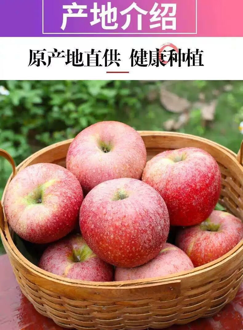 陕西老树秦冠粉苹果天水香甜软糯宝宝老人刮泥吃10斤新鲜水果整箱80mm