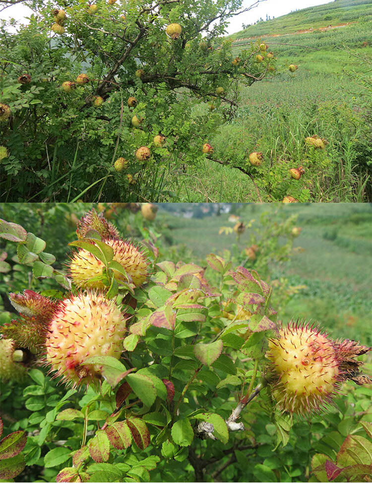 遇见贵州野生刺梨鲜果5斤现摘刺力王原产地刺梨维c金刺梨鲜果