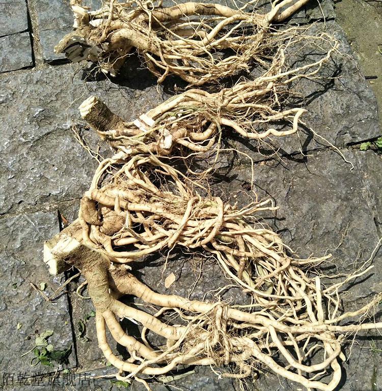 佰乾堂野生黄花倒水莲干品根部250g黄花吊水莲黄花大远志倒吊黄中药材
