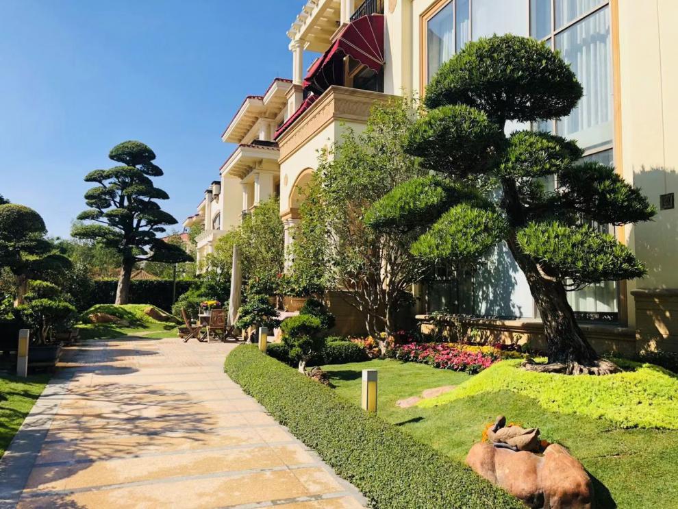 罗汉松造型树大树盆景树造型迎客松大型别墅庭院日本罗汉松树苗日本