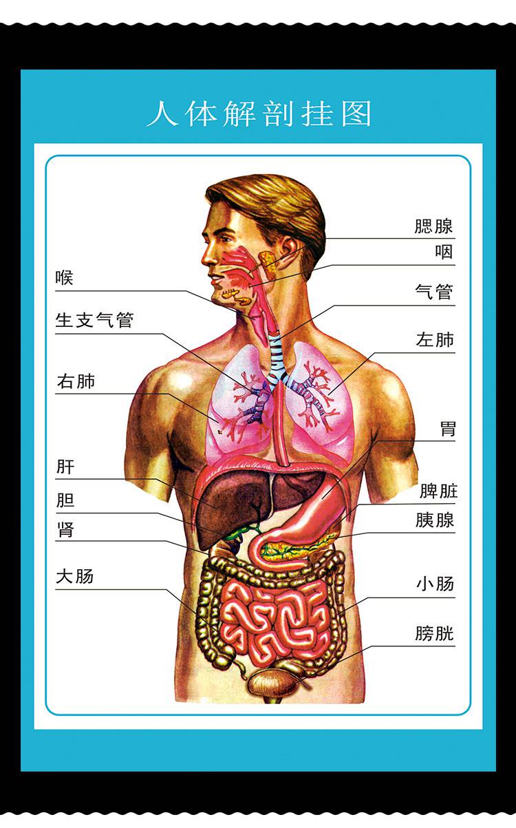 人体结构示意图整体图片