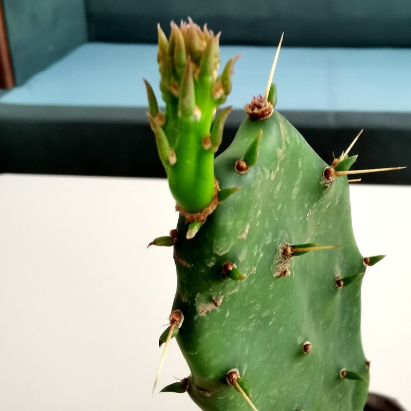 花仙知黄大刺仙人掌盆栽嫁接蟹爪兰开花令箭荷花叶片苗食用花卉绿植