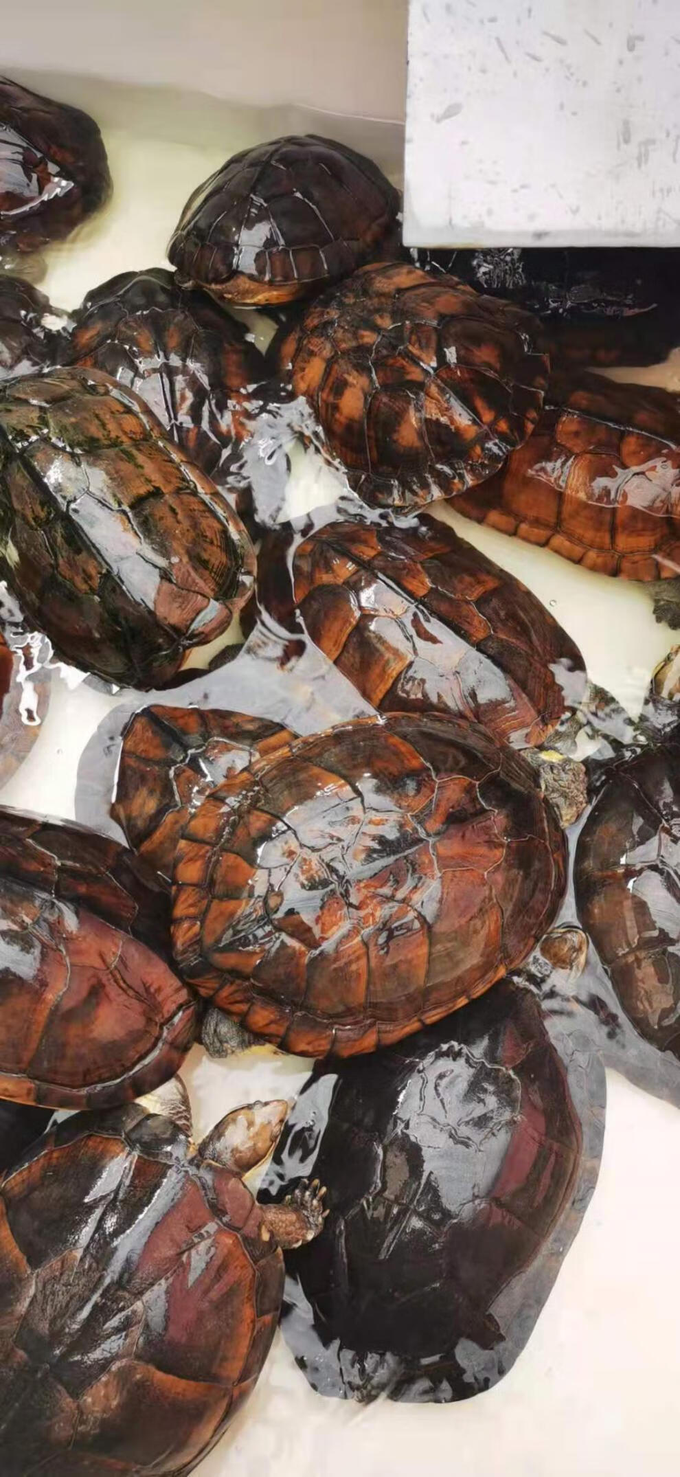 石金钱龟 正宗种石金线龟越南水龟网红草龟苗冷水观赏龟活体 三只繁殖