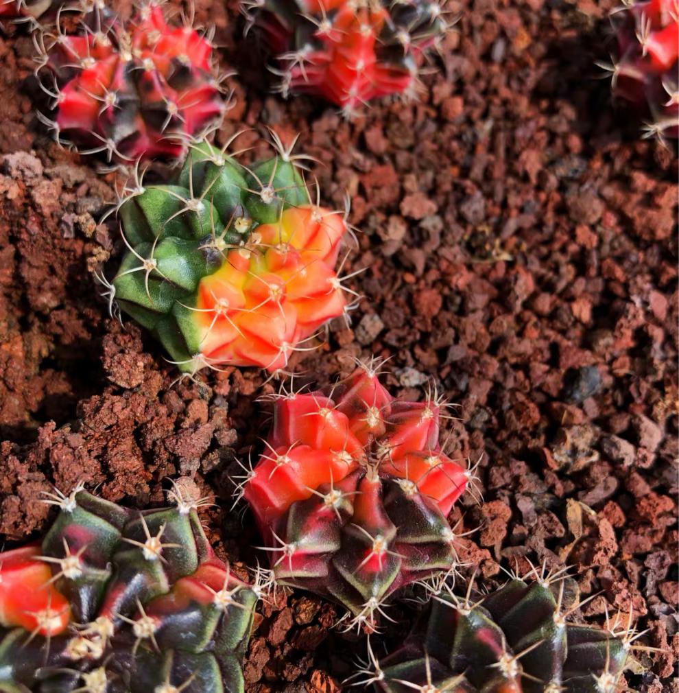 园艺 实生绯牡丹锦 精品开花仙人球多肉植物 实生绯牡丹锦2.