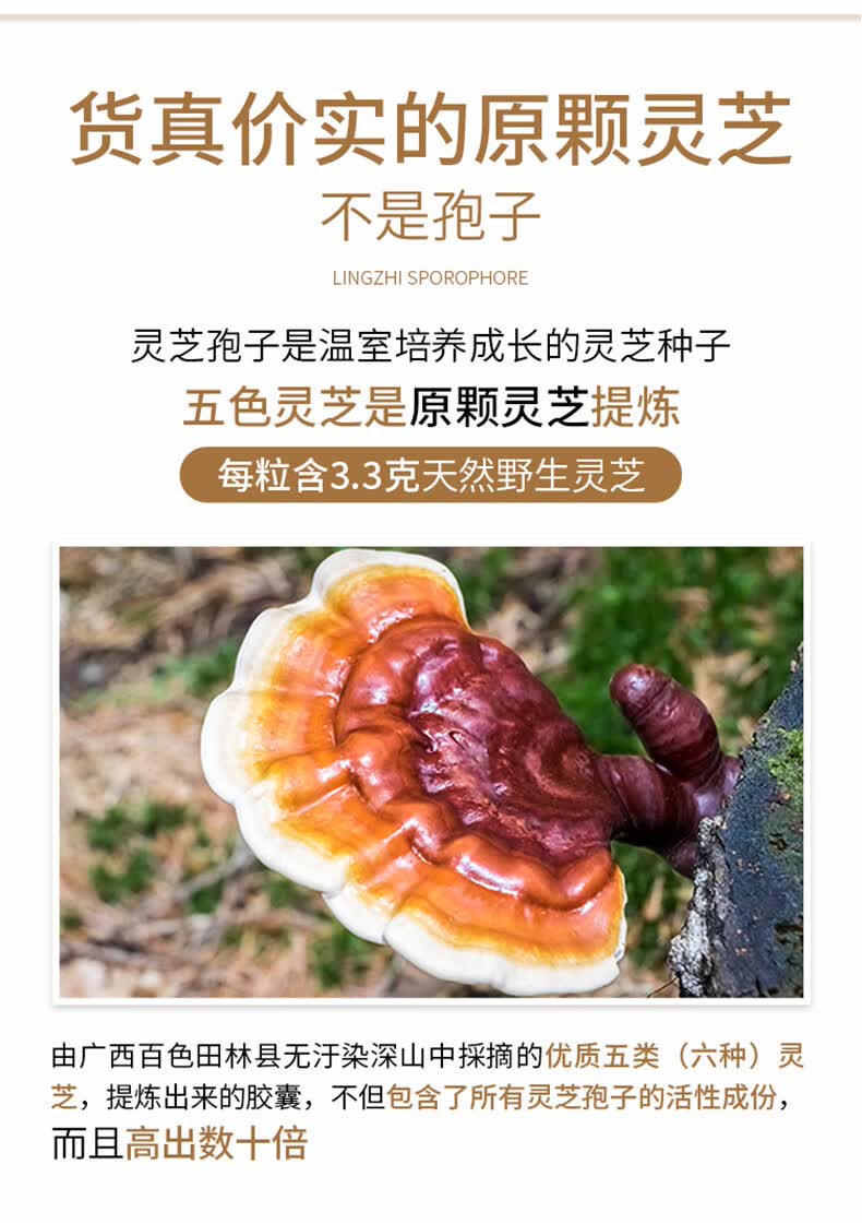 【年货节】维特健灵五色灵芝营养品 野生灵芝品香港72粒/瓶【图片