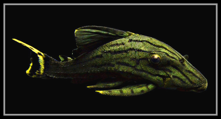 绿皮皇冠豹异型鱼活体白金哥白哥绿蓝眼皇冠豹钻石金线幽灵皇冠豹  l