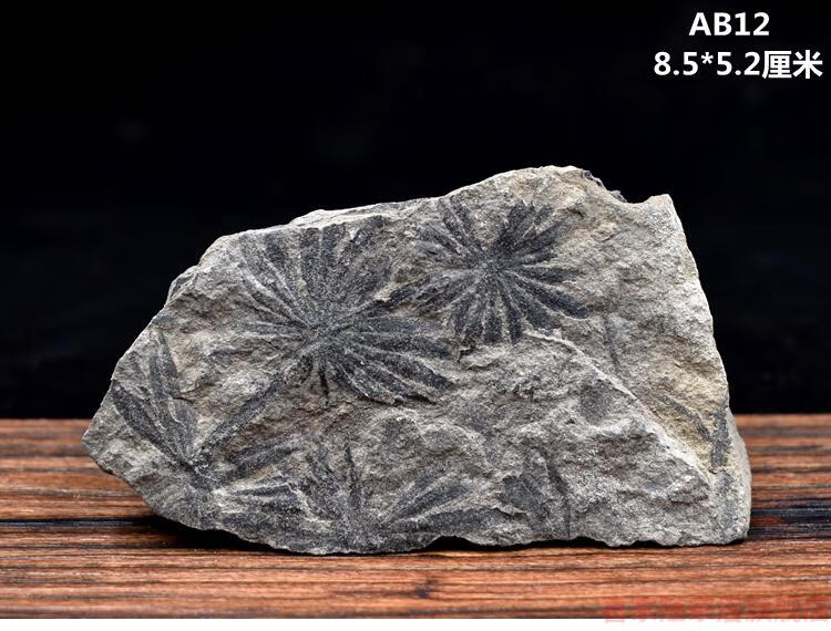 树叶化石天然植物化石远古生物化石标本原石头树叶化石摆件收藏绿色a