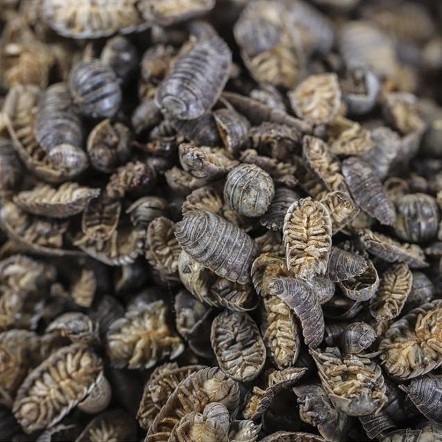 亏本卖啦中药材鼠妇虫野生鼠妇虫地虱湿生虫潮虫干货可打粉100克粉