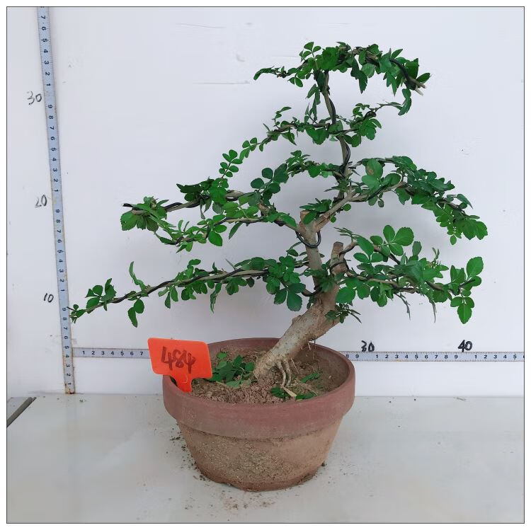 对节白蜡盆景 微型盆景对节白腊 对节白蜡老桩盆栽 桌面绿植实物 银色