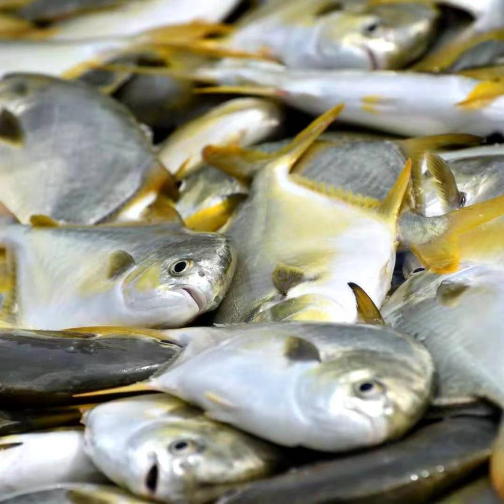 湛江海捕金鲳鱼新鲜活鲜速冻海鱼天然鲳鱼新鲜金仓鱼1条装大号1条1斤