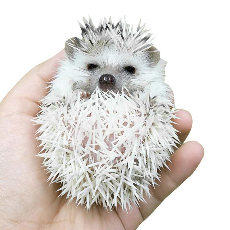京选推荐非洲迷你小宠物已打疫苗自家繁殖幼崽刺猬疫苗白色红眼公