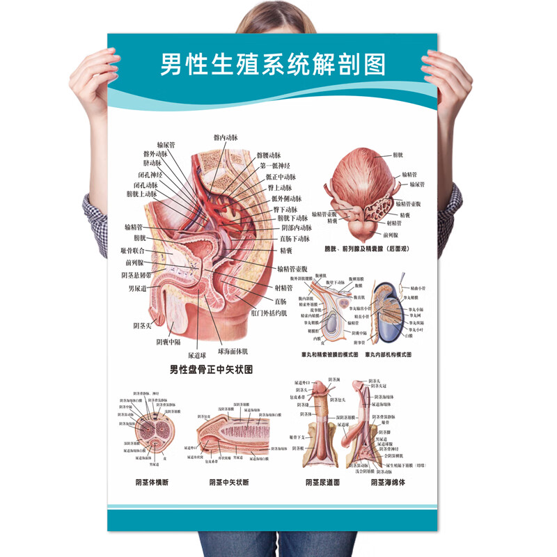 男性身体部位成年图片