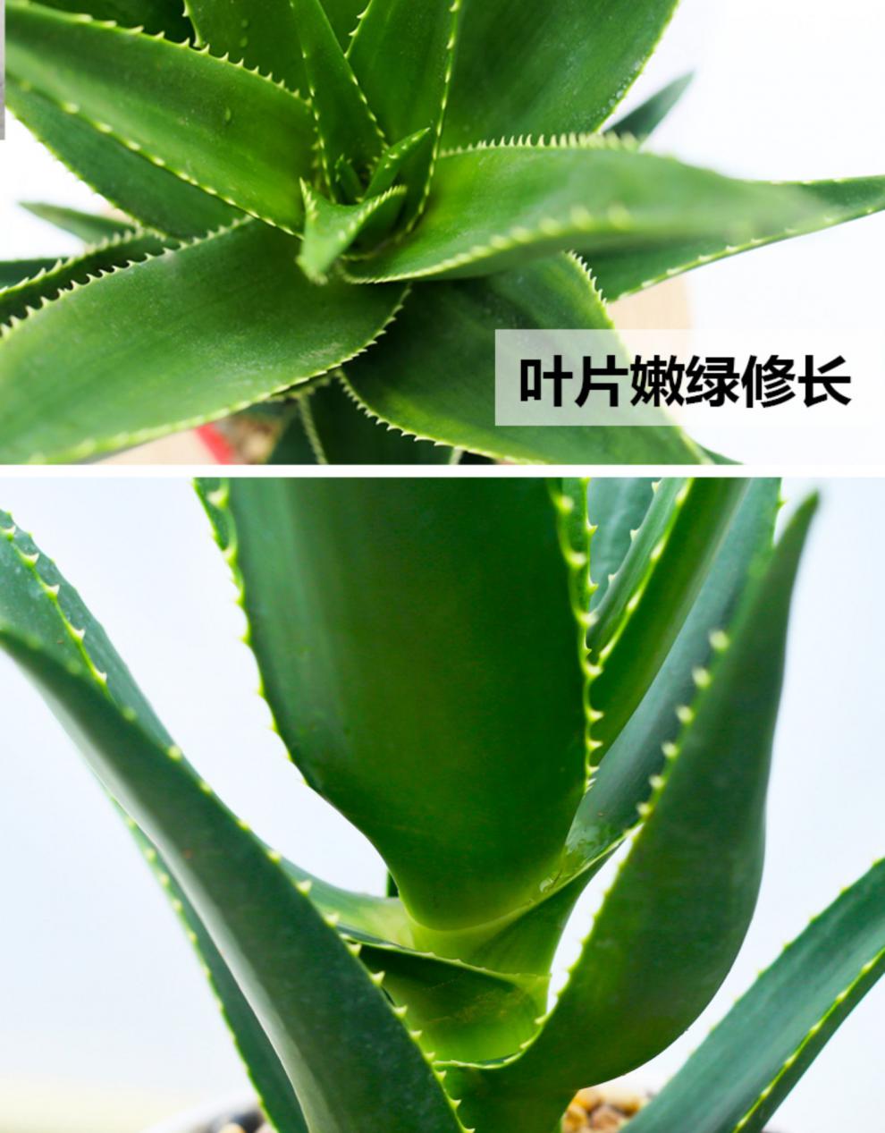 芦荟盆栽美容可食用室内植物办公室防吸好养绿植字母粉瓷盆美人芦荟带
