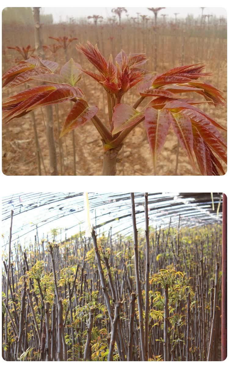 香椿树苗阳台盆栽庭院地栽水果树苗木南方北方种植绿化香椿芽四季红油