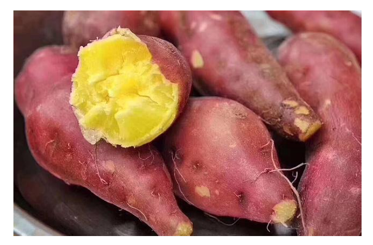 新品现挖日本品种玛莎莉g端黄心红薯口感软糯无丝极甜山东河北地瓜中