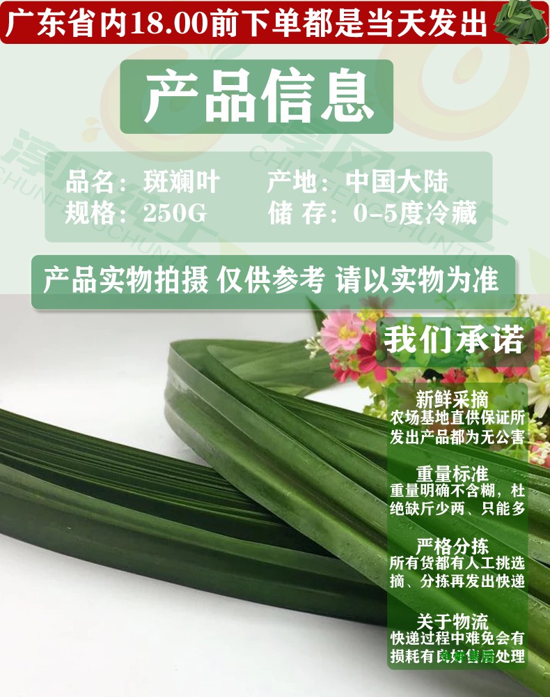 新鲜香兰叶斑斓叶蔬菜斑兰叶七叶兰香叶香草泰国香料调料半斤/份 250g