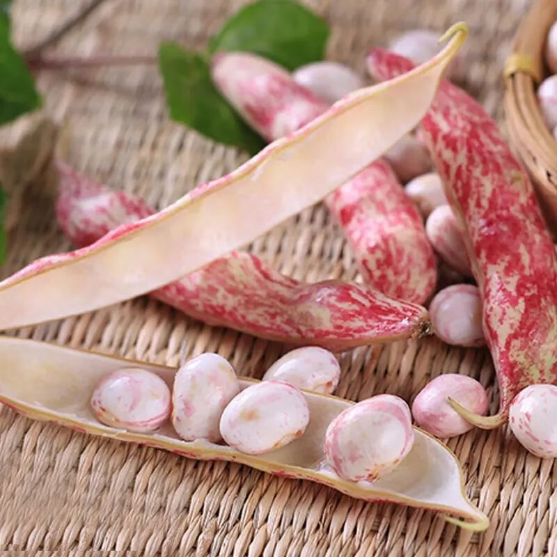 芸豆四季豆花生豆贵州特产四季豆花生豆芸豆1斤装雀蛋豆