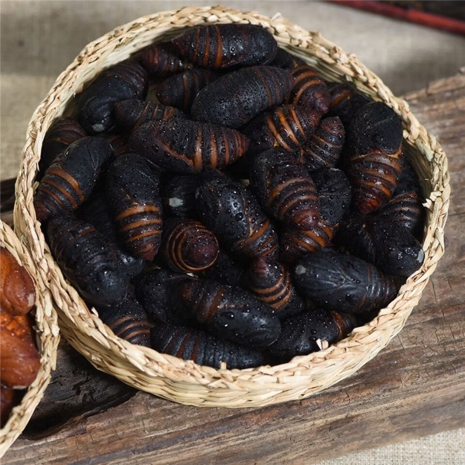 东北特产辽宁丹东柞蚕蛹新鲜活20黑蚕蛹鲜活茧蛹蝉蛹1斤