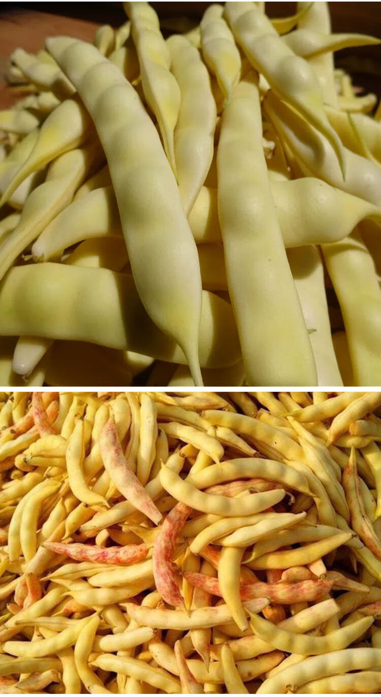 油豆角种子红金钩架豆勾勾黄架豆角种子早熟黄金钩拆包50克约100粒