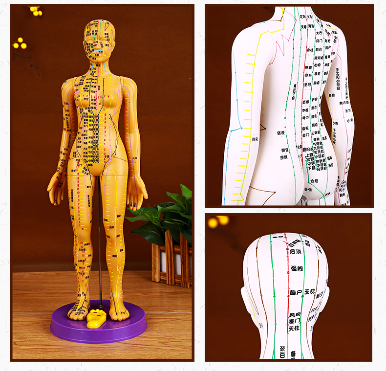 针灸人体模型 经络人体穴位模型 扎针练习小皮人人体经络穴位图 硬质