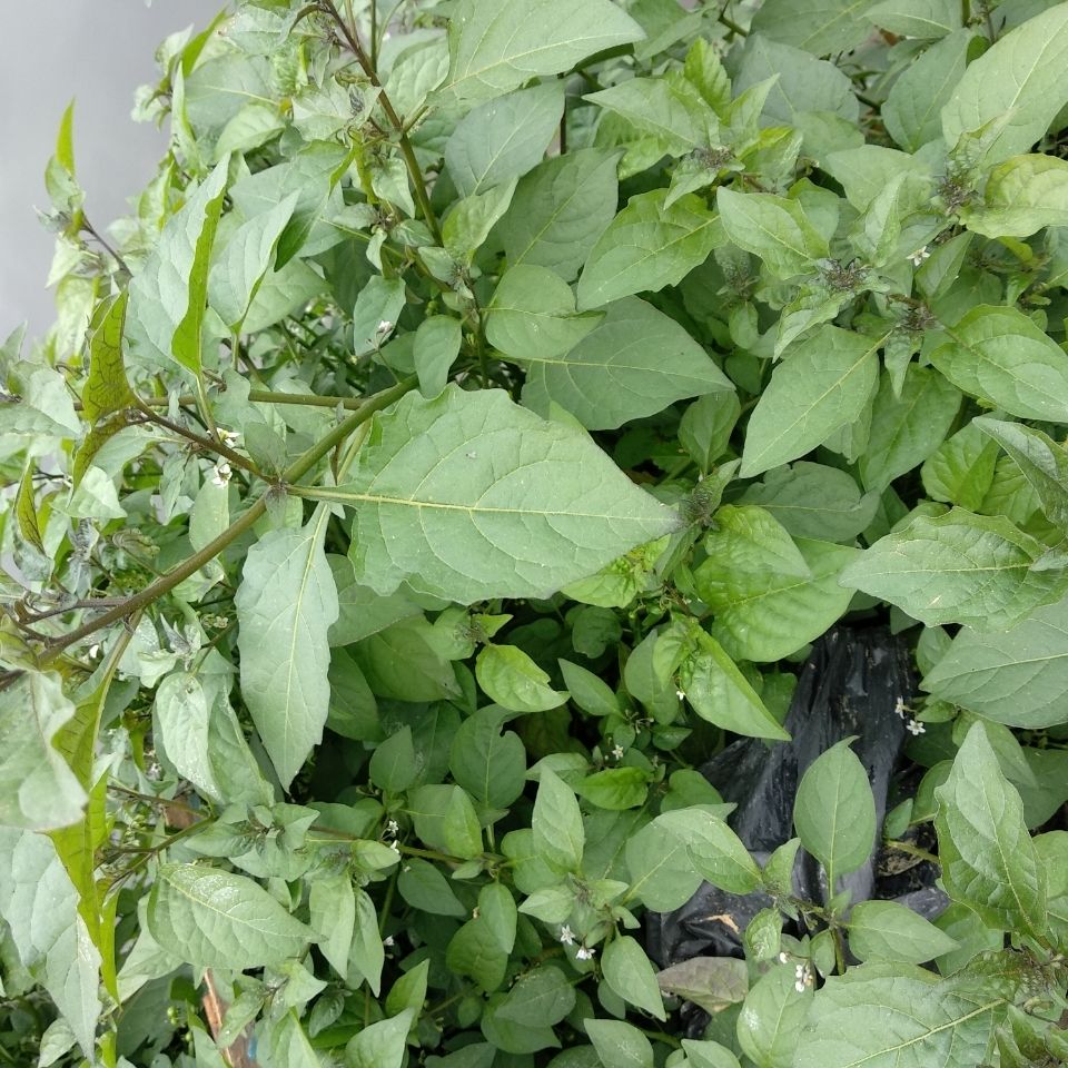 新鲜龙葵草乌点规白花菜嫩芽嫩叶当菜吃500克新鲜龙葵草乌点规白花菜