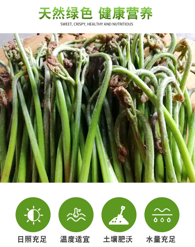 贵州新鲜现摘甜蕨山野菜拳头菜猫爪菜厥菜蕨苔5斤装
