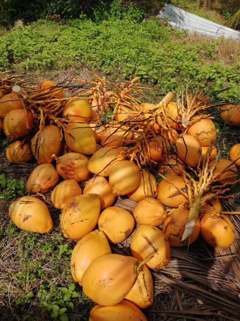 海南金黄椰子6个装新鲜当季新鲜椰子带皮金椰水果整箱6个装