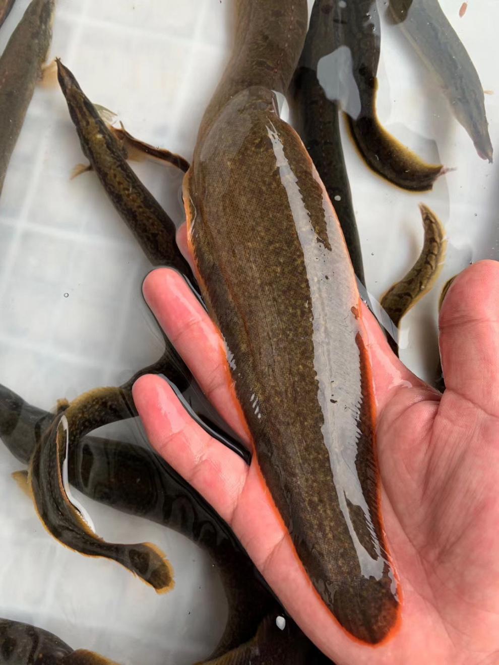 【好物推荐】鲜美惊刺鳅鱼倒鳅钢鳅刀鳅石锥猪麻记刀割淡水鱼刺鳅鱼