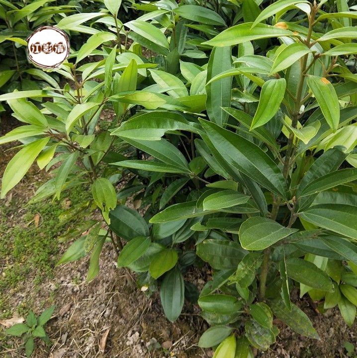 江影清肉桂树苗玉桂桂皮树大桂树桂木五香桂苗5棵两年苗