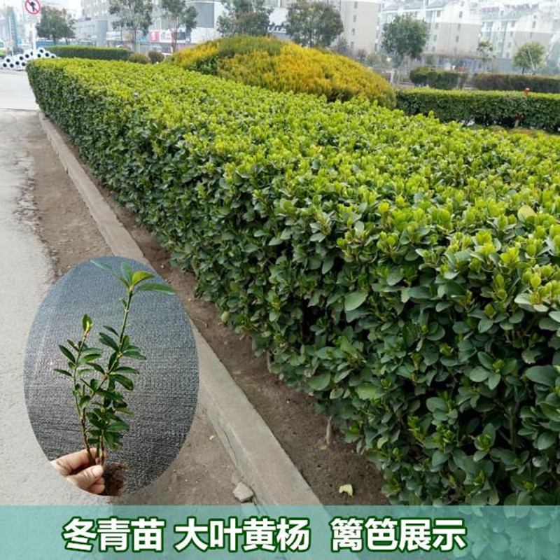 千特大叶黄杨苗法国冬青树苗篱笆围墙苗四季常青庭院绿化苗木小叶黄杨