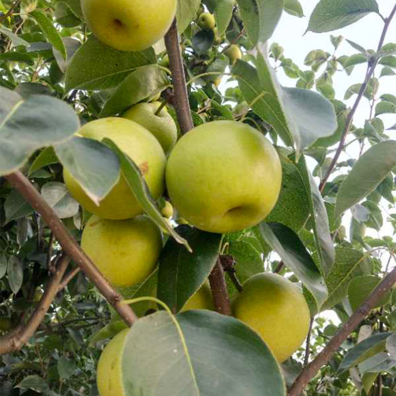 早熟梨新品种翠玉梨518梨树苗嫁接梨苗翡翠梨树苗当年结果两年苗1